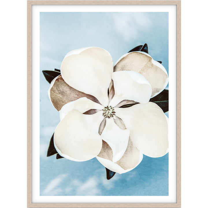 Magnolia On Blue