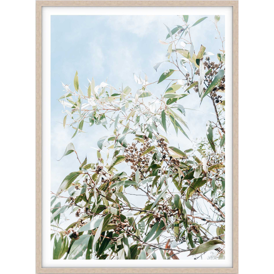 Eucalyptus Tree - Frazer Beach