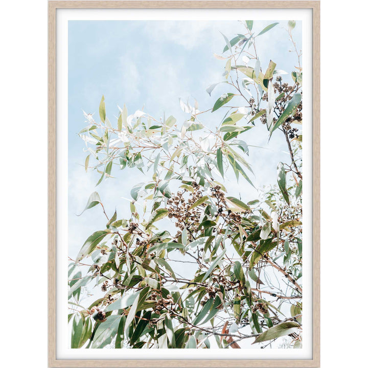 Eucalyptus Tree - Frazer Beach