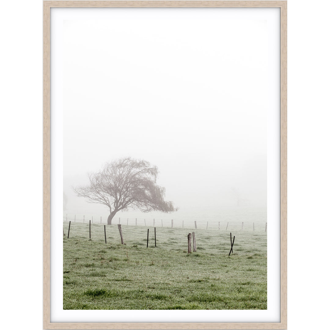Morning Fog II - Country Victoria