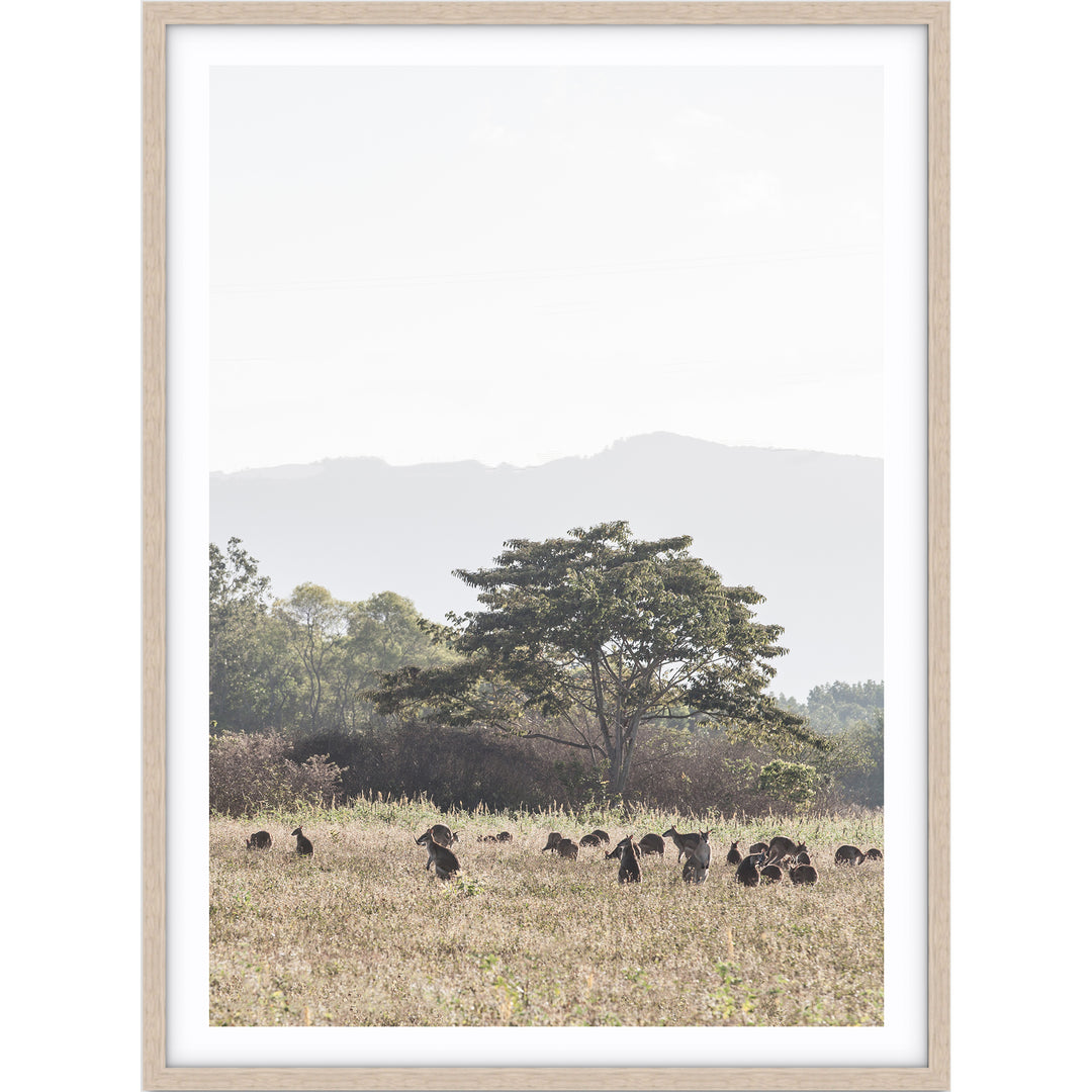 Paddock of Roos - Cairns