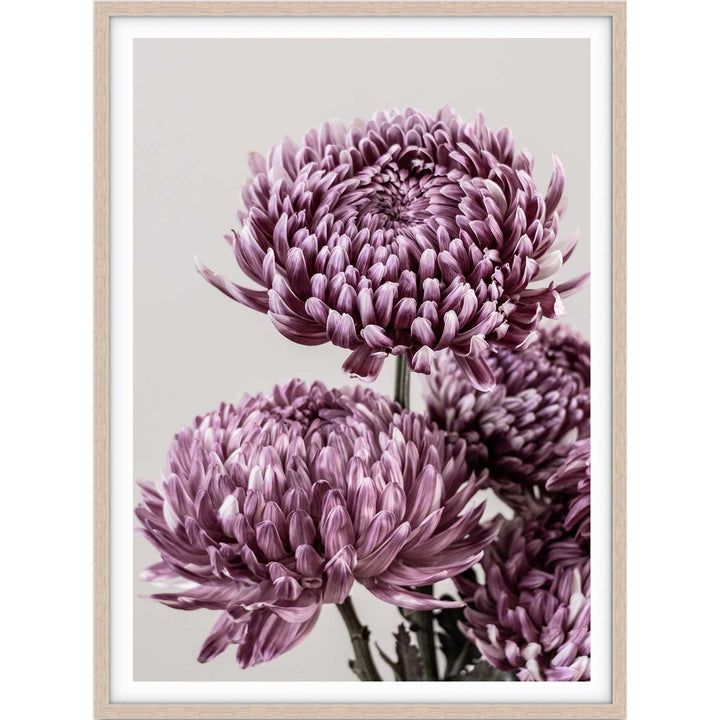 Mauve Chrysanthemum I