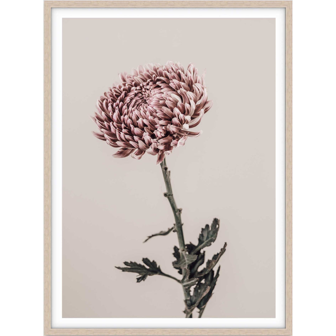 Vintage Chrysanthemums II