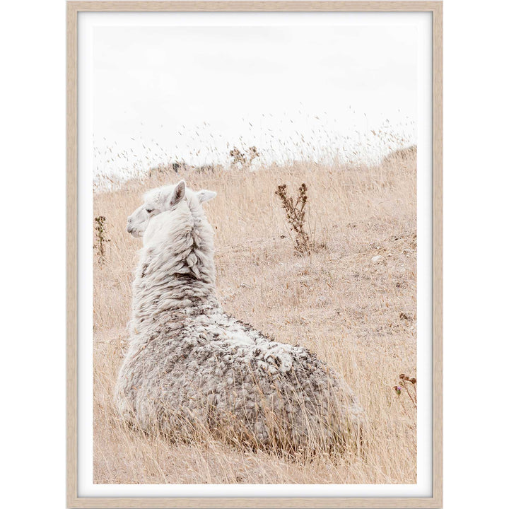 Outback Alpaca - Country Victoria