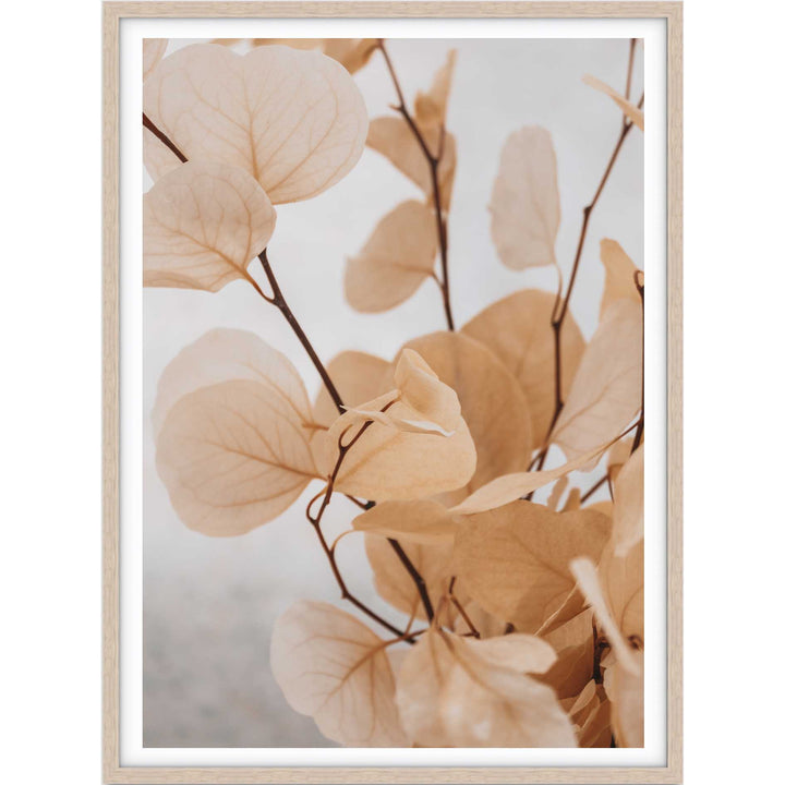 Dried Eucalyptus no.5  - Light