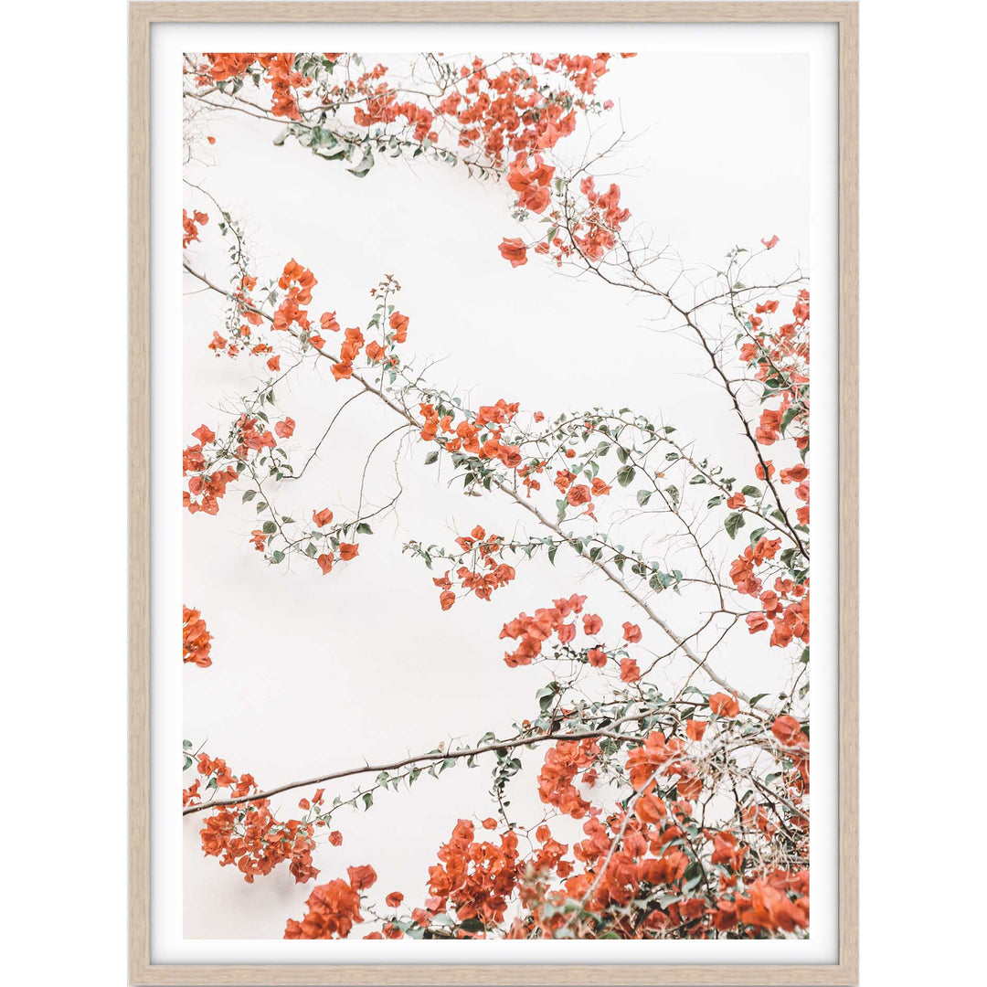 Bouganvillea no.2