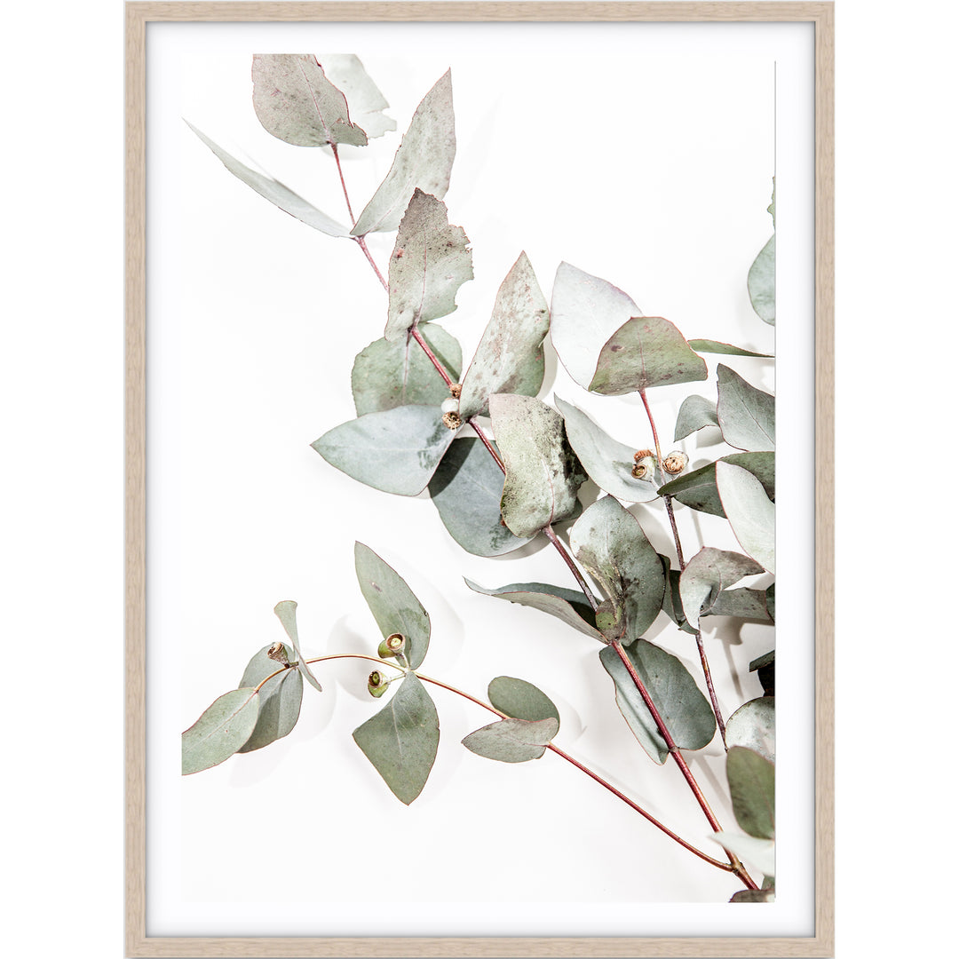 Eucalyptus Leaves no.1