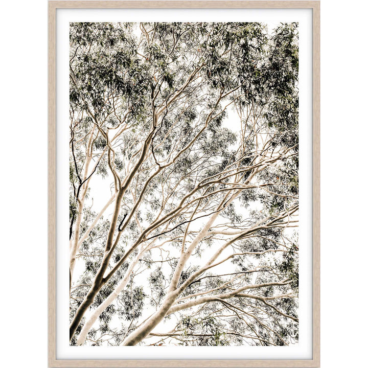 Valley Gumtrees II