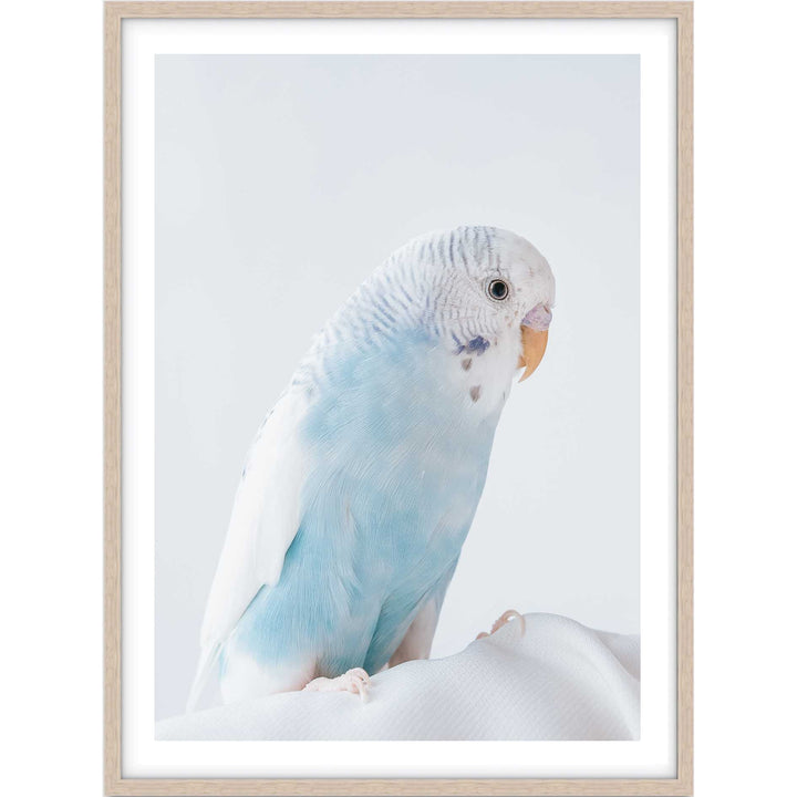 Blue Budgie
