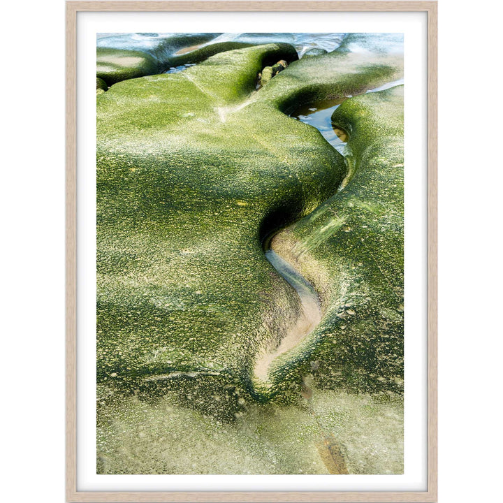 Salt & Moss II