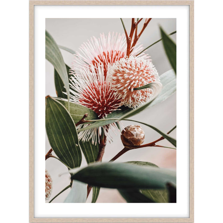 Hakea Laurina