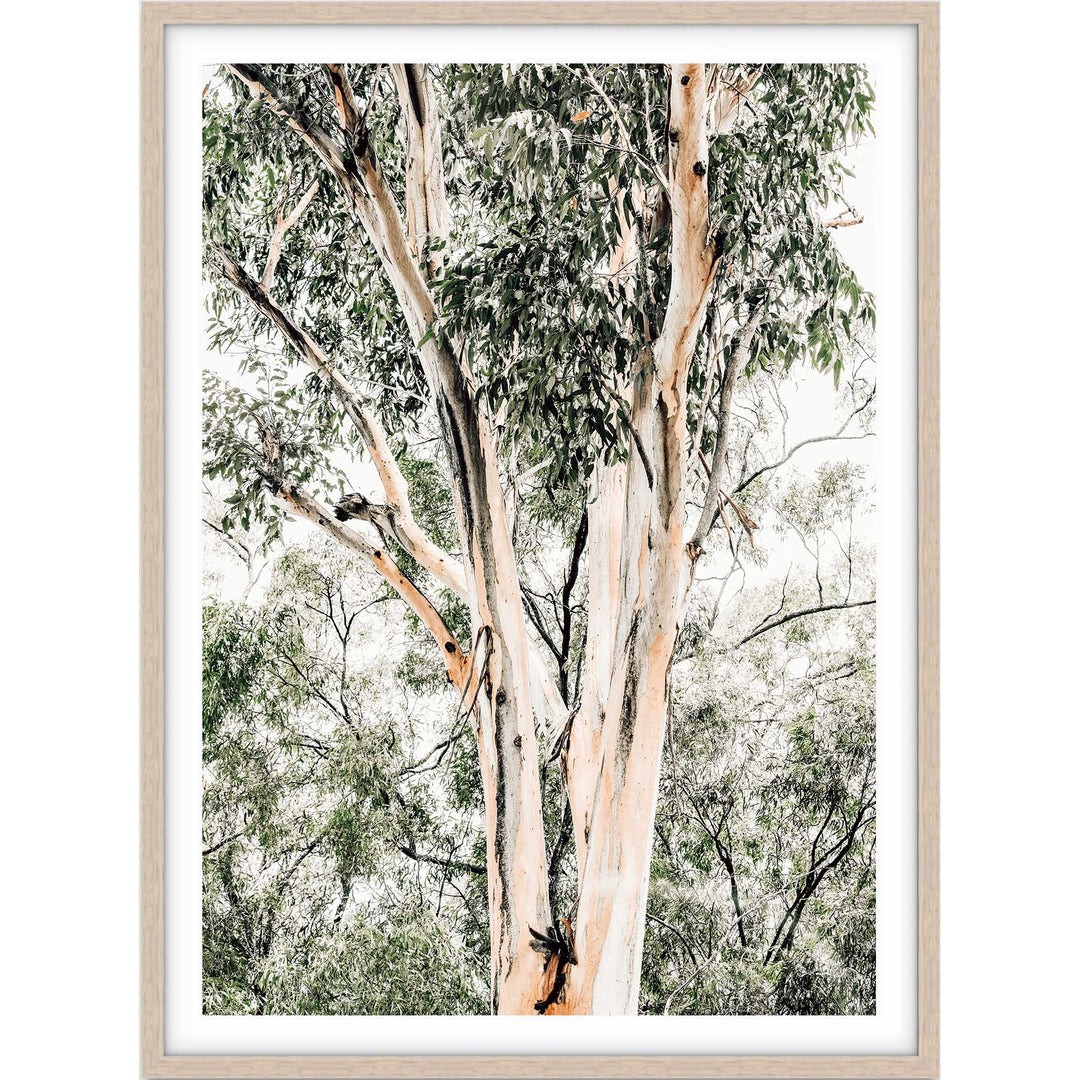 Valley Gumtrees III
