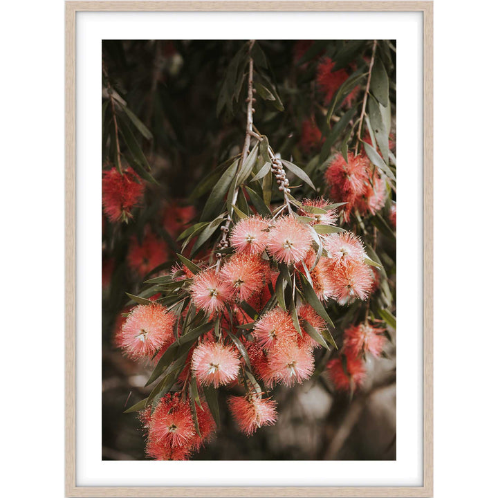 Bottle Brush I