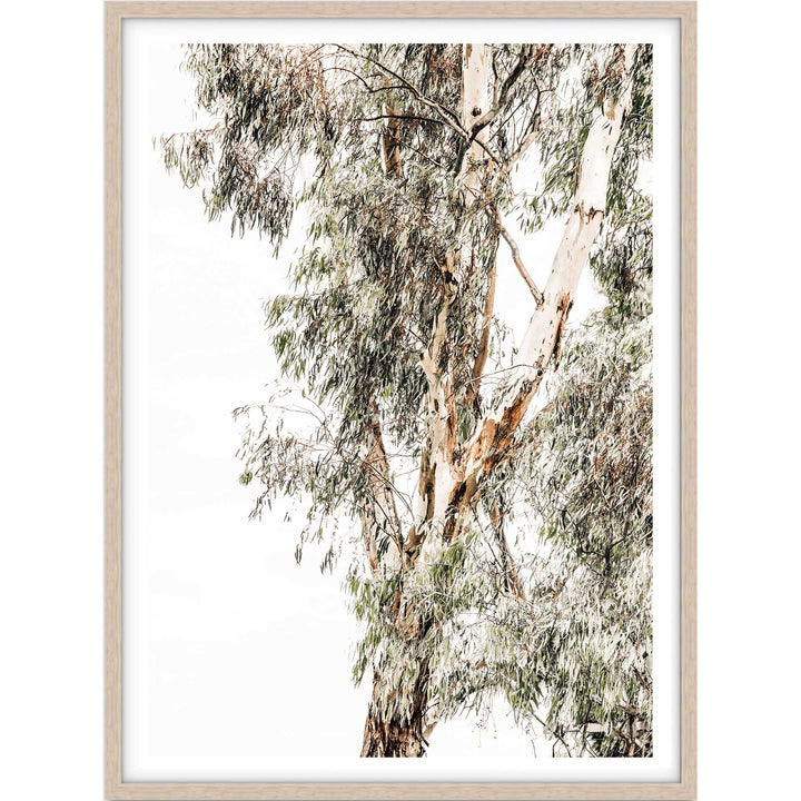 Valley Gumtrees I