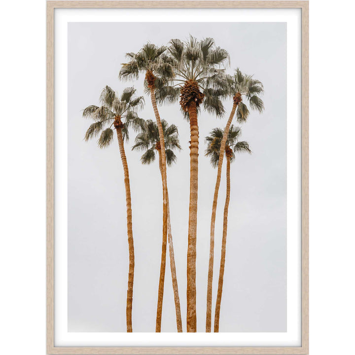 Californian Tall Palms