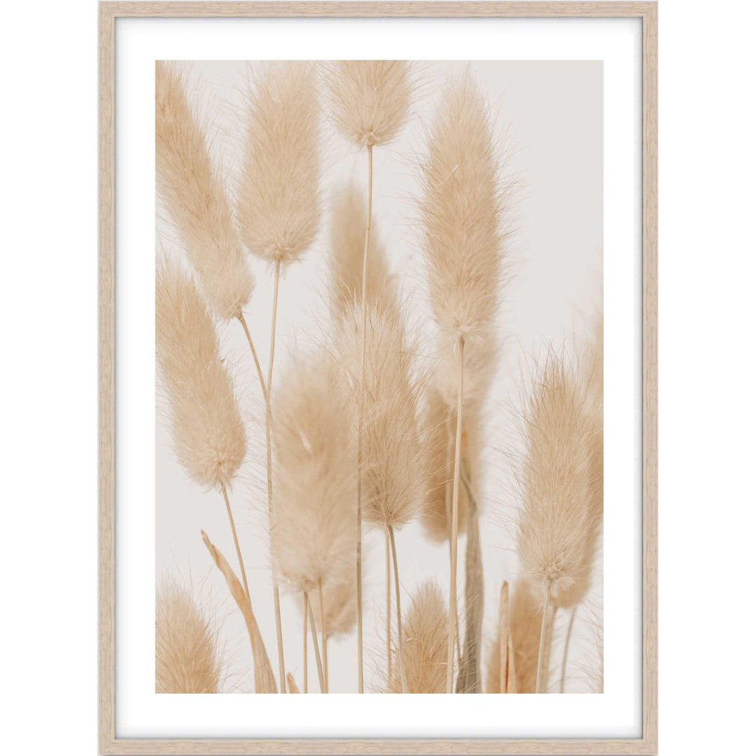 Bunny Tail Grass II