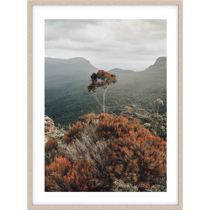 The Blue Mountains View