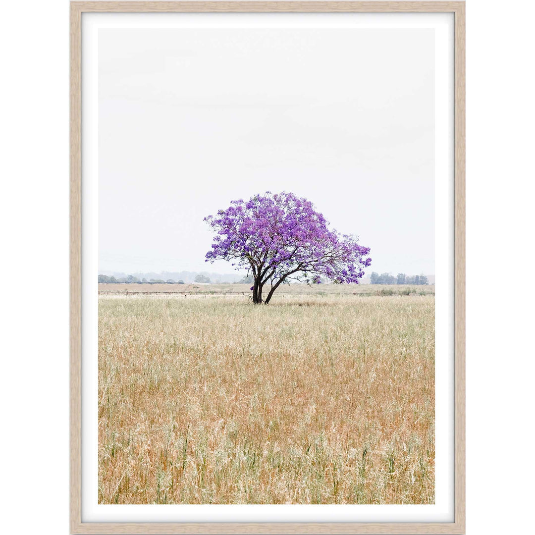 The Lonely Jacaranda I