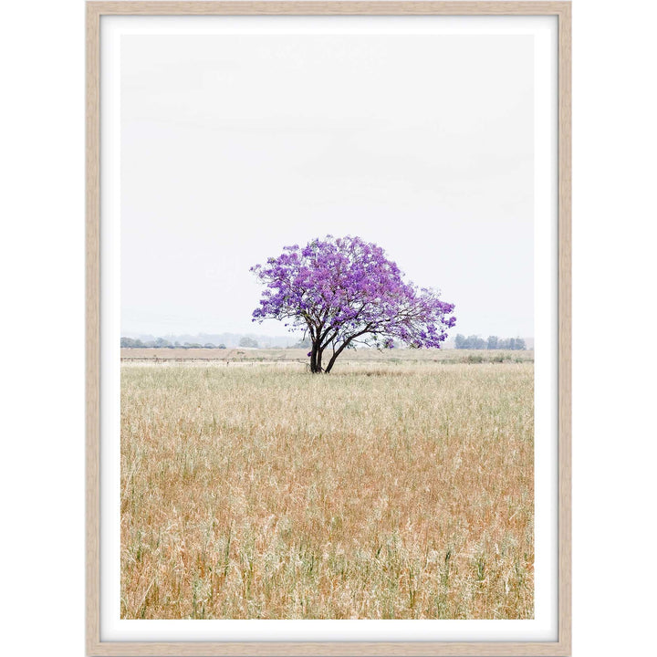 The Lonely Jacaranda I