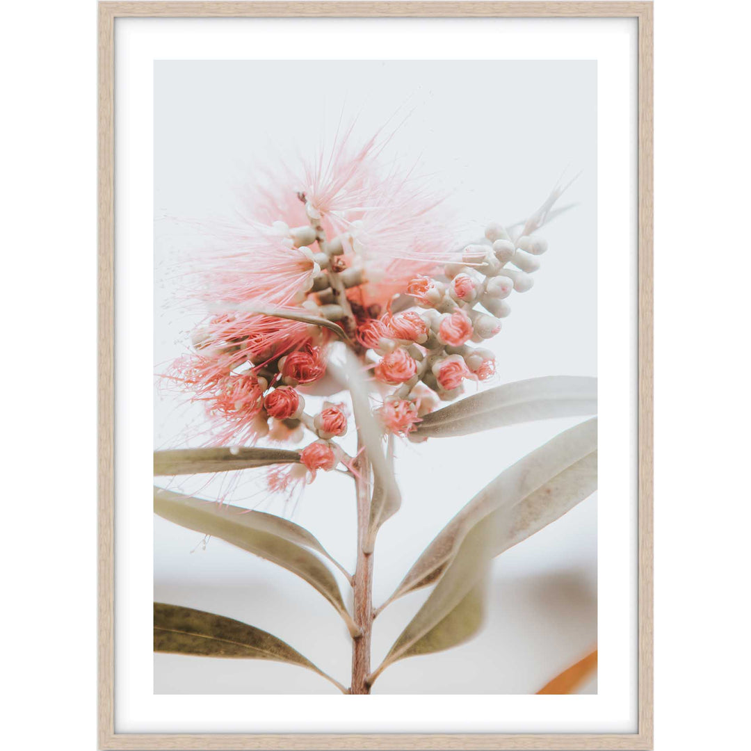 Bottle Brush II