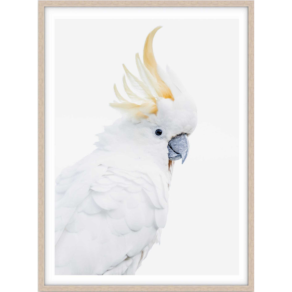 White Cockatoo - Love Your Space