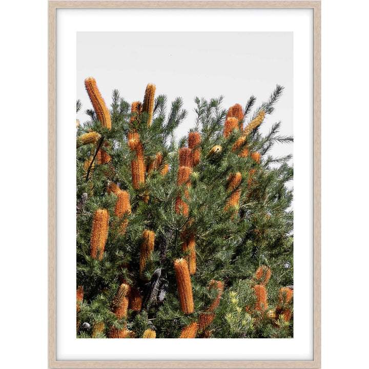 Wild Banksia I