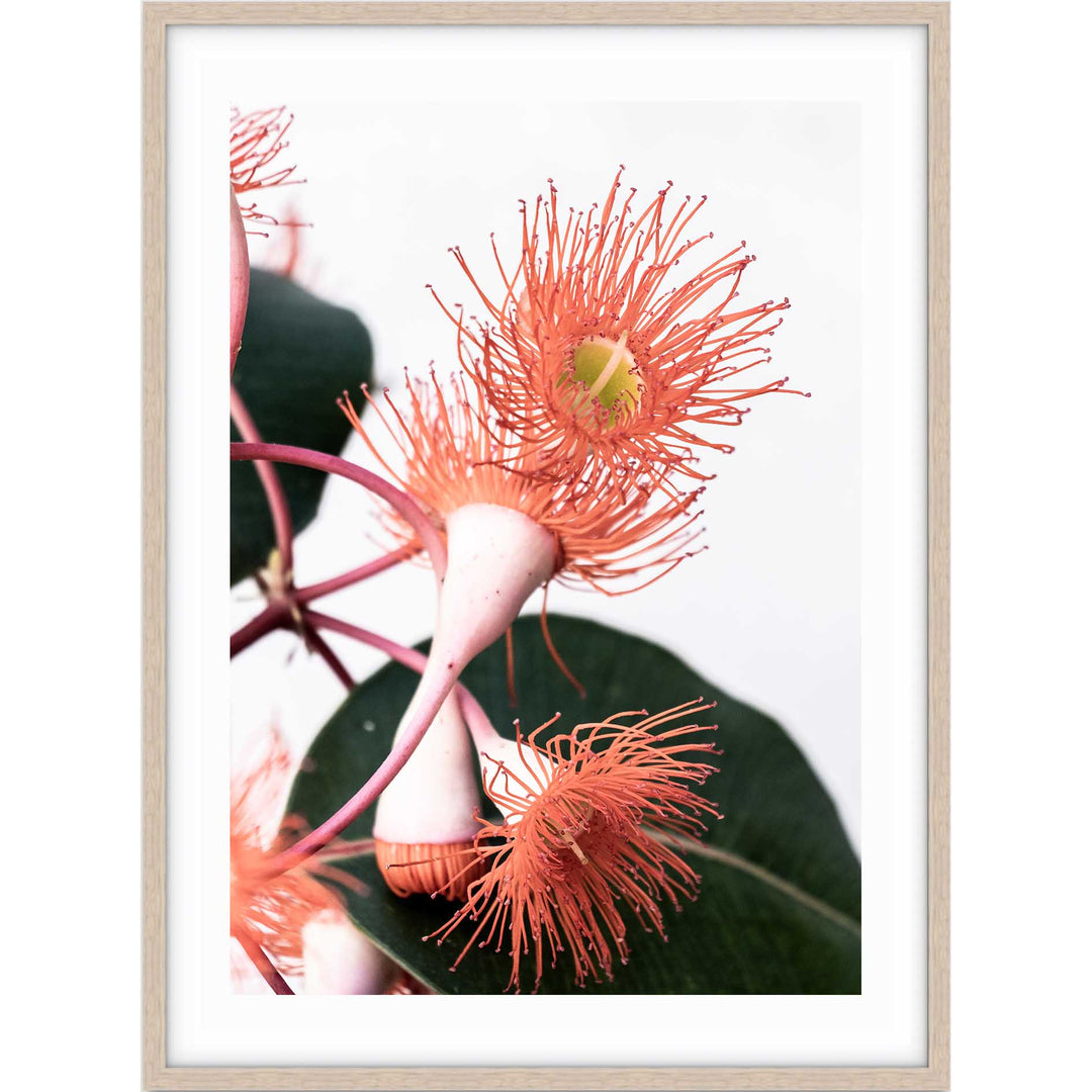 Eucalyptus Burst I