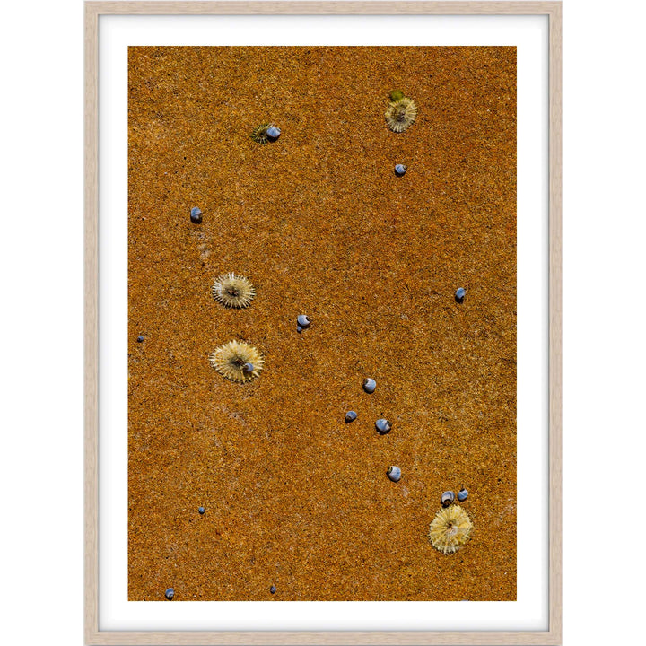 Drifted Treasures