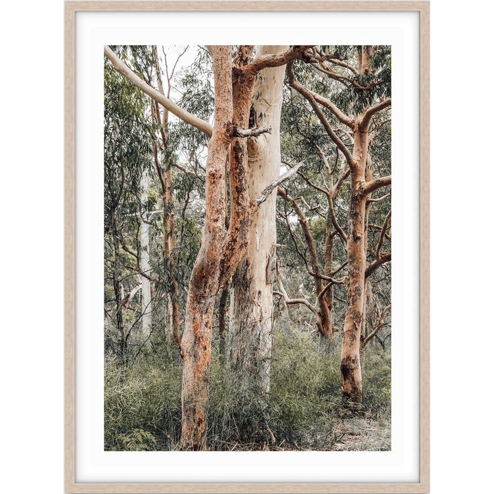 Red Gums - Port Stephens