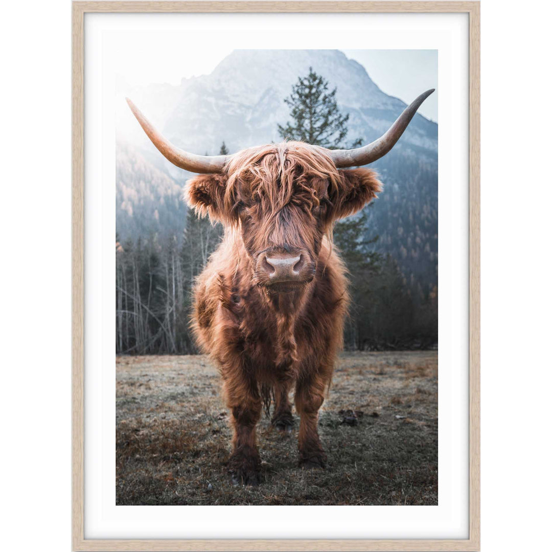 Wild Highland II