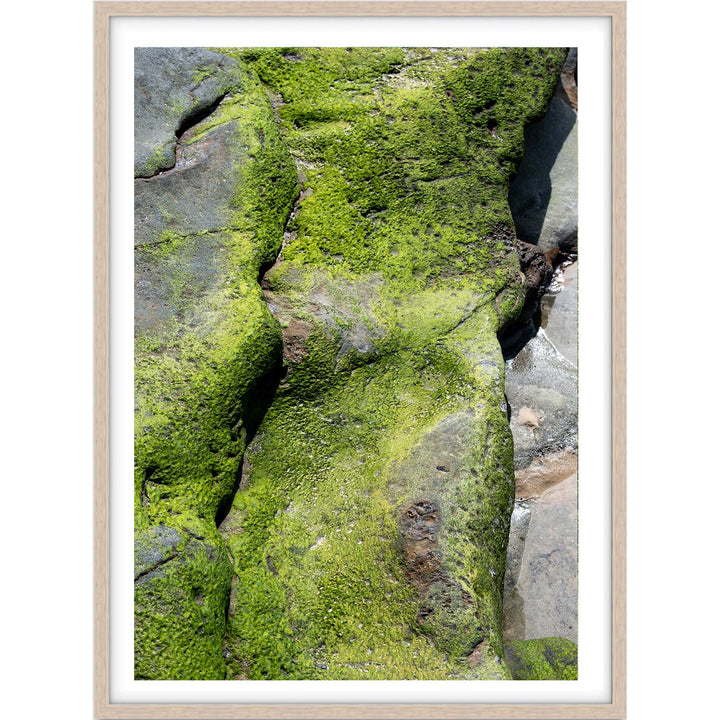 Salt & Moss III