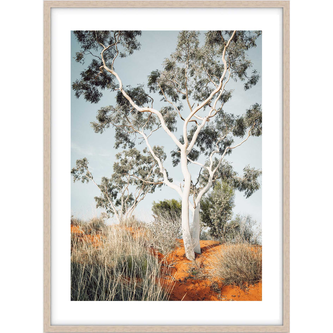 The Pilbara Gumtree- Western Australia