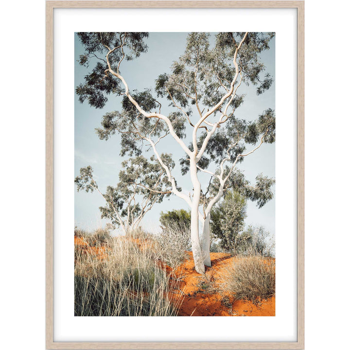 The Pilbara Gumtree- Western Australia