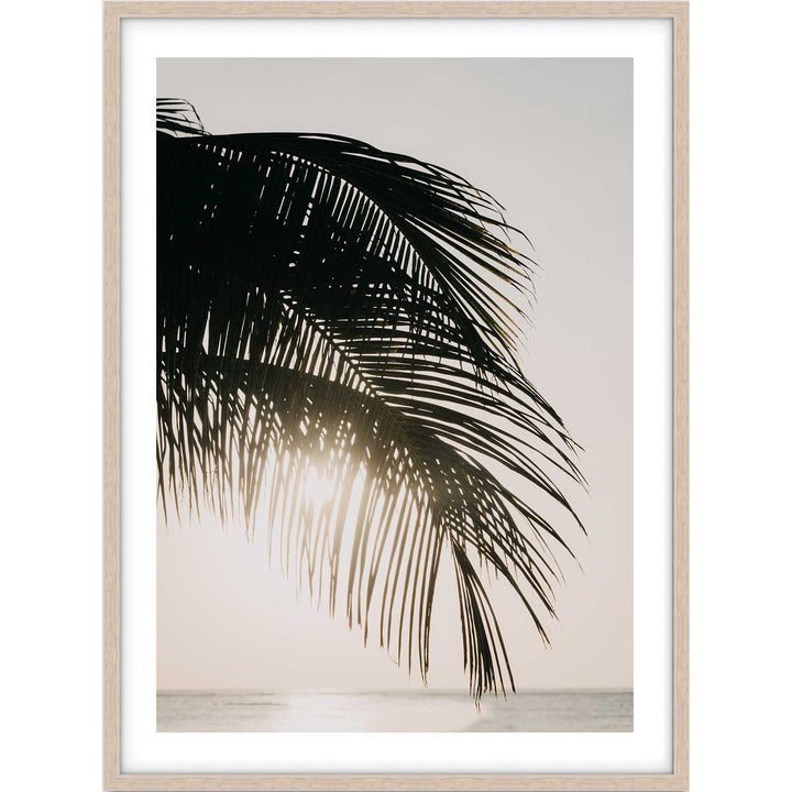 Sunset Palm