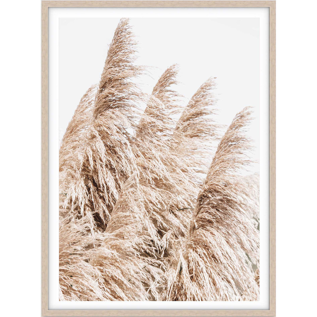Pampas Grass no.3