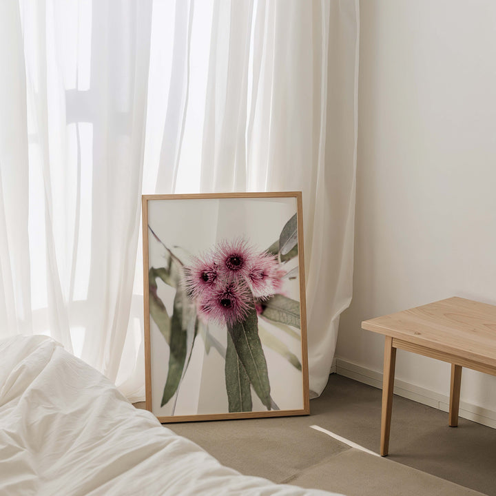 Pink Eucalyptus no.1