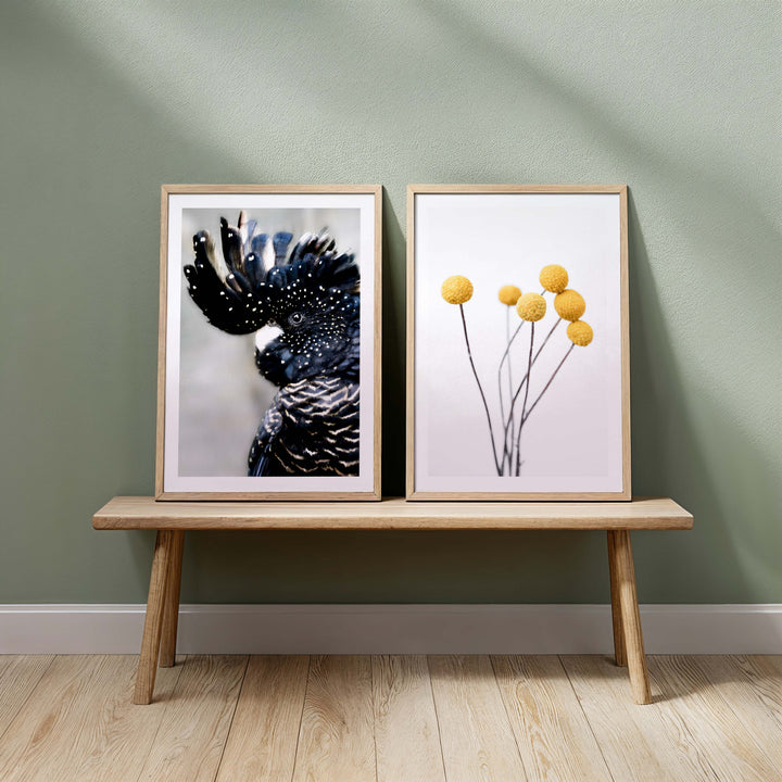 Set of 2 - Black Cockatoo II + Billy Buttons