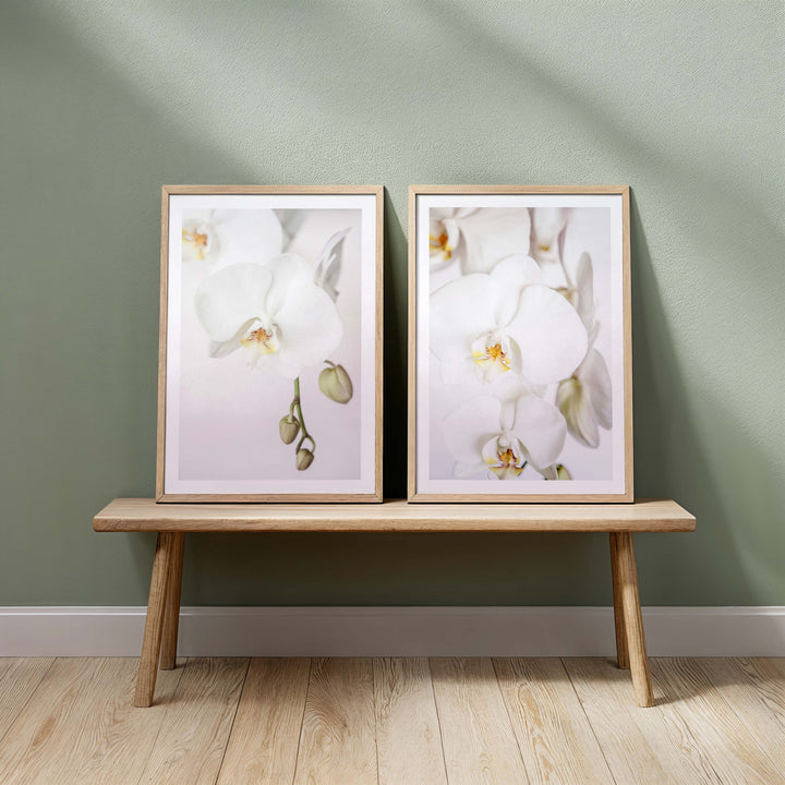 Set of 2 - Orchid I + Orchid II