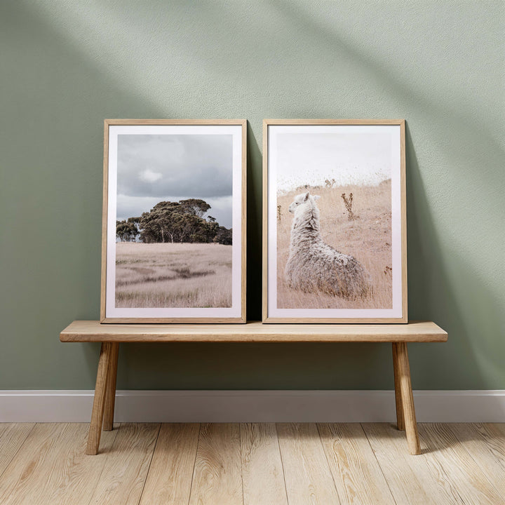 Set of 2 - Country Life - Victoria & Outback Alpaca