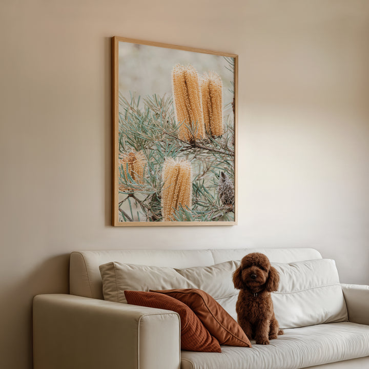 Banksia I - Frazer Beach