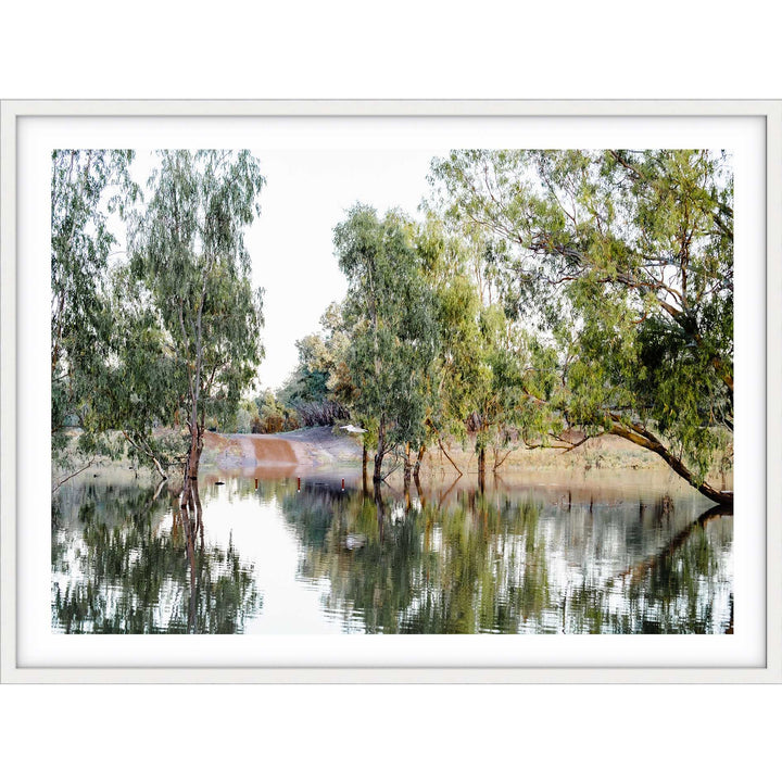 The Darling River Gum Trees II