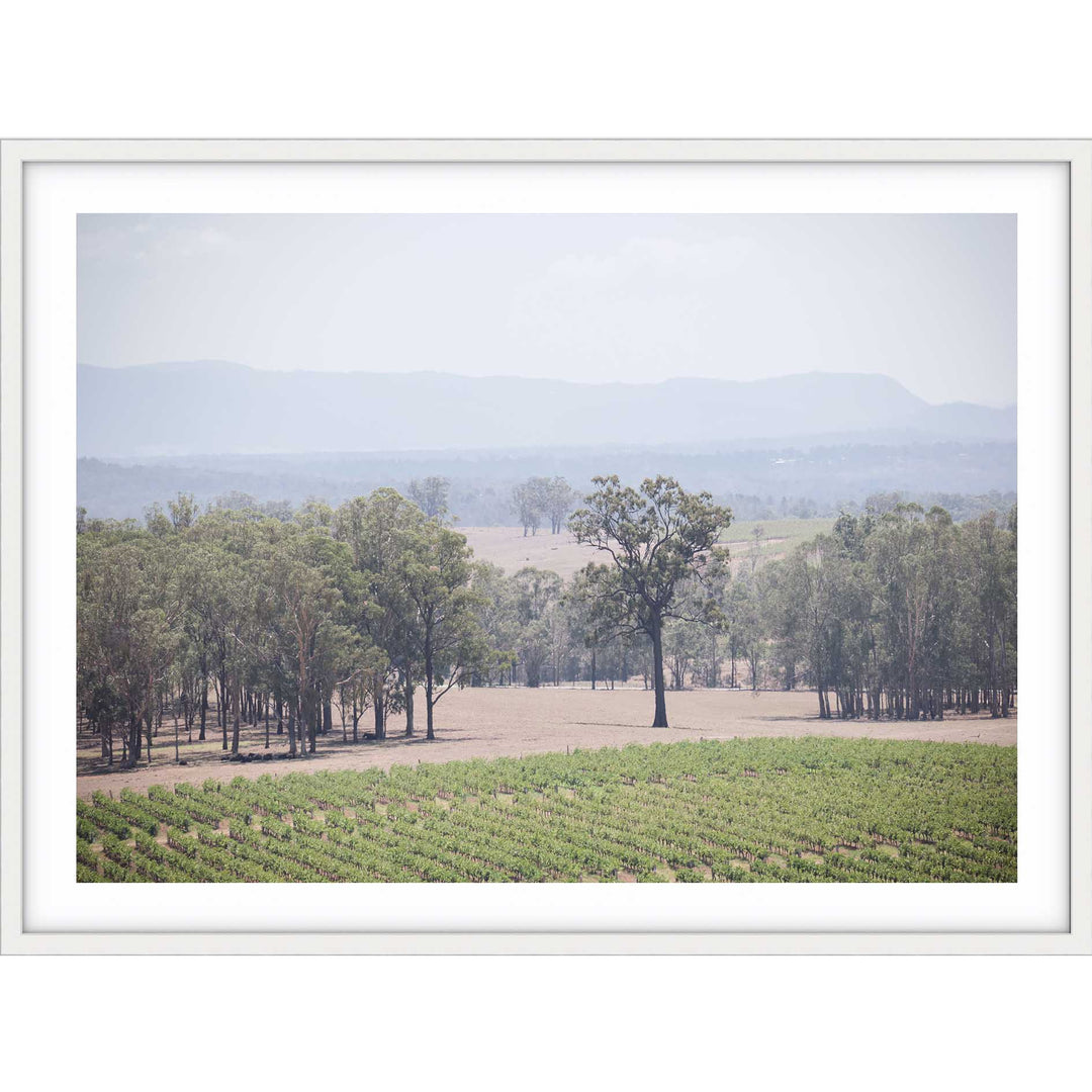The Hunter Valley Vineyards