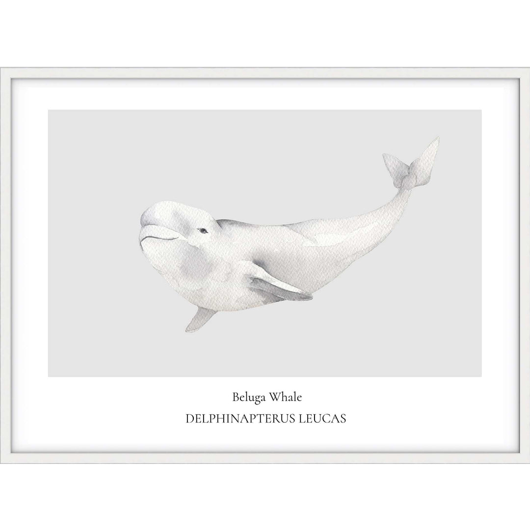 Beluga Whale