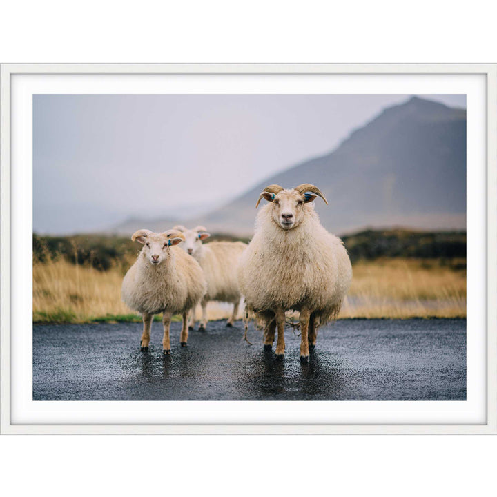 Icelandic Goats