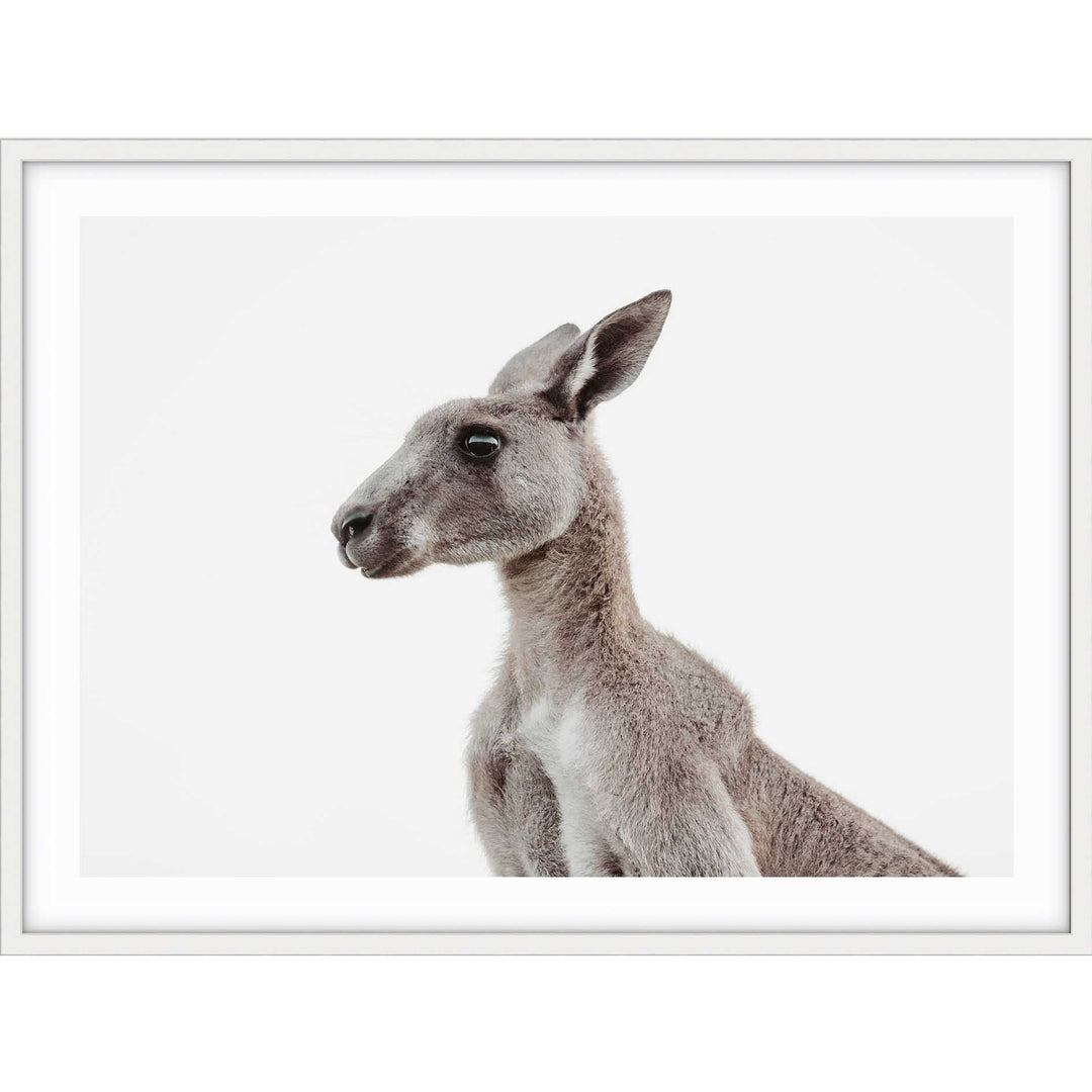 Grey Roo