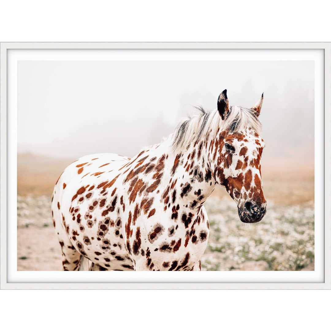 Spotty Horse