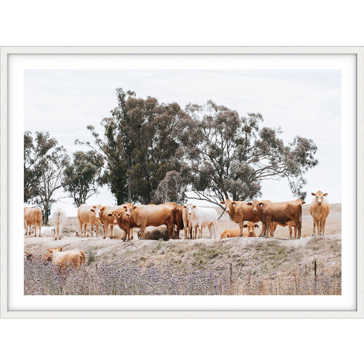 Country Cattle II