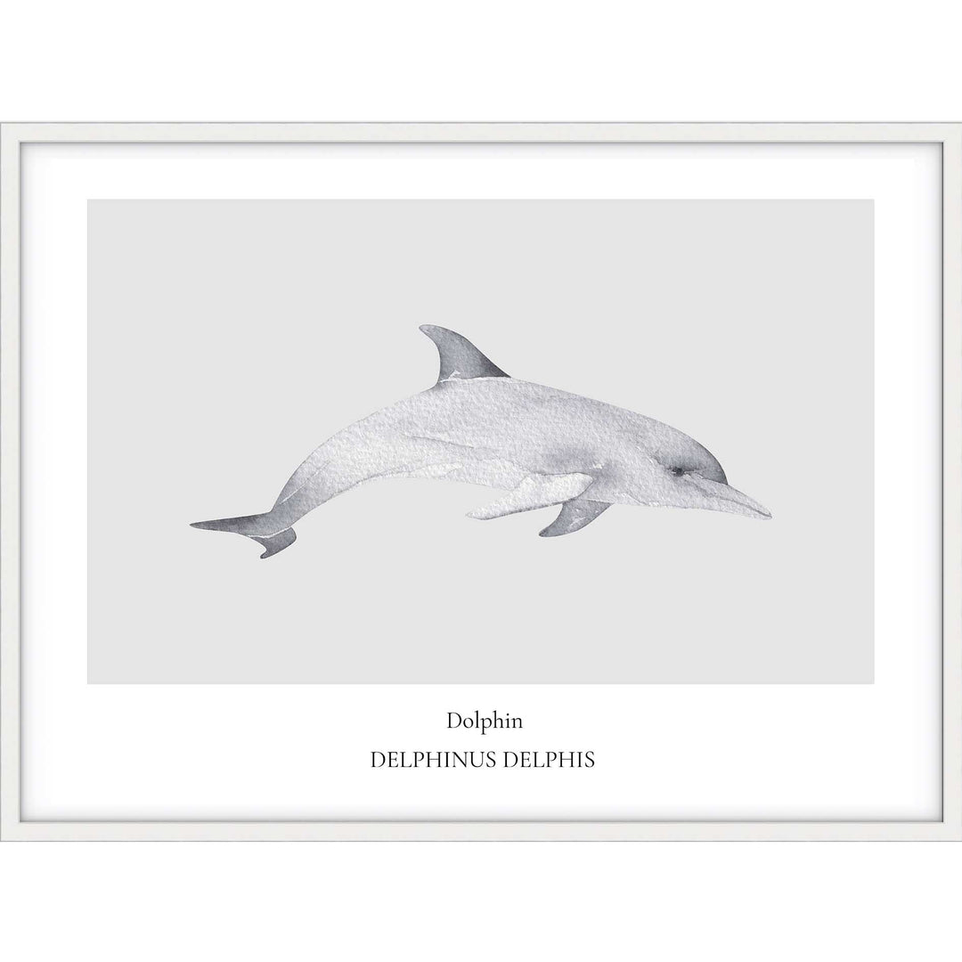 Dolphin