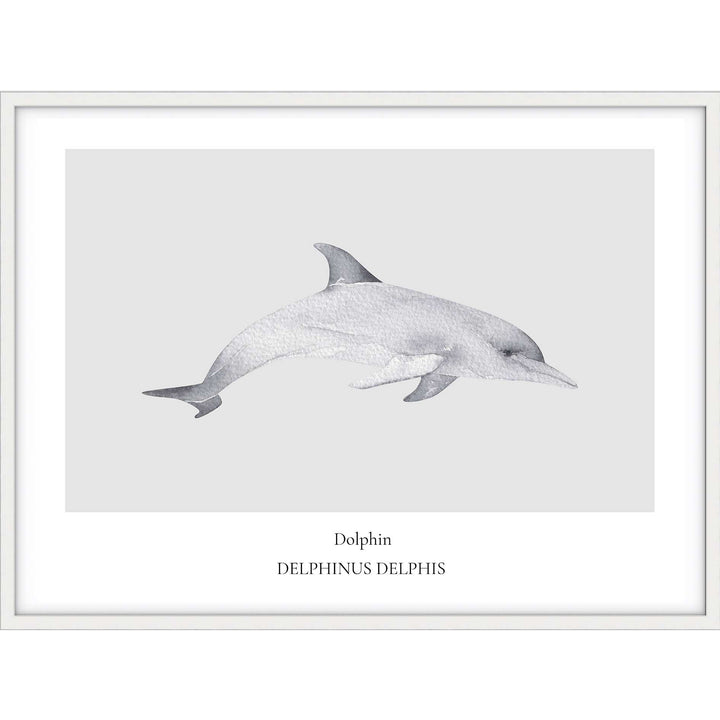 Dolphin