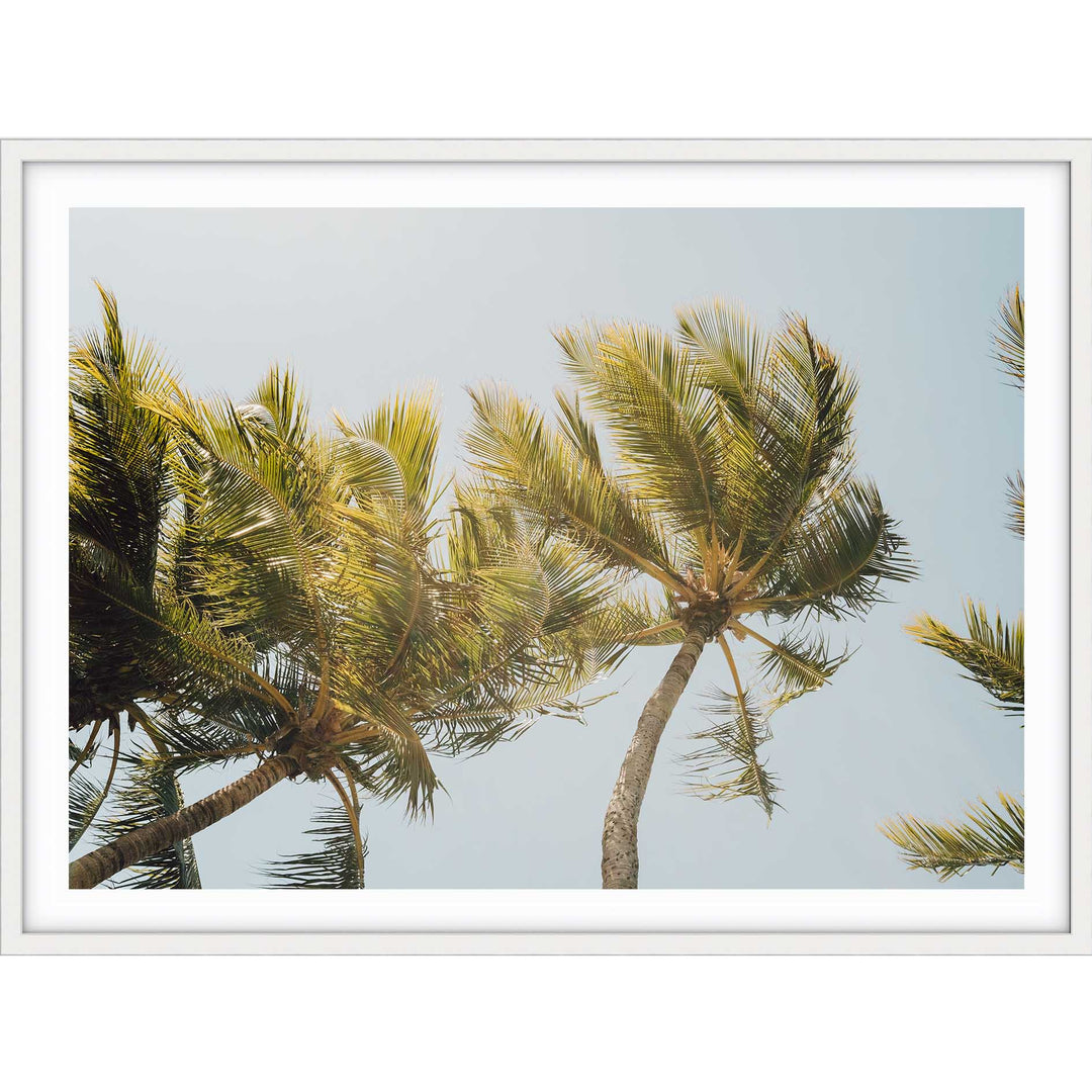 Magnetic Island Palms I